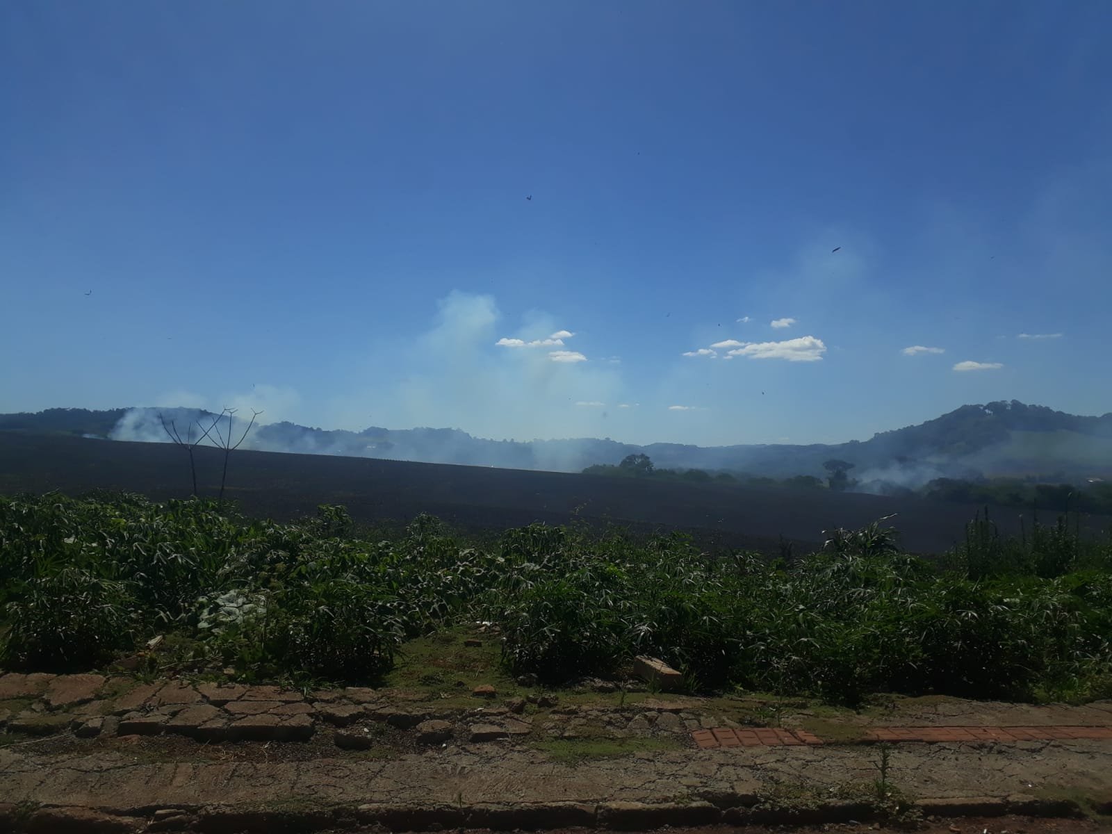 Incêndio atinge plantação de soja e se aproxima de casas em Francisco Beltrão